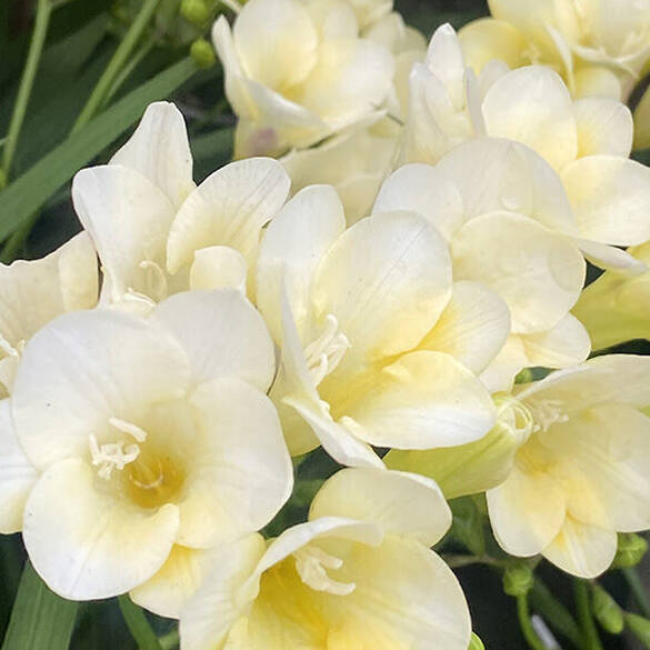 Eine Detailaufnahme zarter, weißer Vanille-Bluten, die fur den floralen Duft der Serie stehen.
