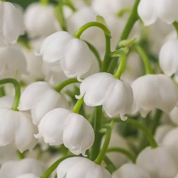 Zarte weiße Maiglockchen-Bluten stehen symbolisch fur die floralen Duftnuancen der Pflegeserie.